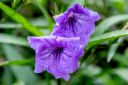 Mexican Petunia Purple | Large Gallon Size Plants | Ruellia Brittoniana | Purple Flowering Landscape Pollinator | Heat Tolerant Groundcover | Outdoor Perennial for Gardens Borders Walkways Container