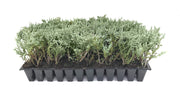 Juniper Angelica Blue | Live Plants | Juniperus Chinensis | Drought Tolerant Cold Hardy Evergreen