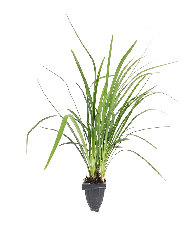 Emerald Goddess Liriope Muscari | Live Plants | Drought Tolerant Low Maintenance Evergreen Ground Cover Grass