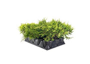 Old Gold Juniper | Live 4 inch Pots | Juniperus Chinensis | Evergreen Cold Hardy Drought Tolerant Groundcover Plants