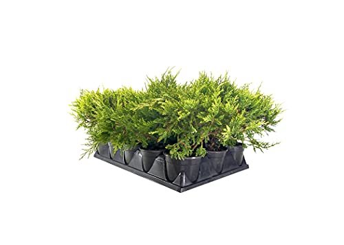 Old Gold Juniper | Live 4 inch Pots | Juniperus Chinensis | Evergreen Cold Hardy Drought Tolerant Groundcover Plants