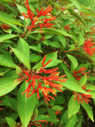 Firebush Dwarf | Extra Large 3 Gallon Plants | Hamelia Patens | Hardy Outdoor Shrub | Garden Landscape Addition
