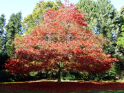 Shumard Red Oak | Large Gallon Size Pots | Quercus Shumardii | Shade Tree | Fast|Growing Landscape Plants