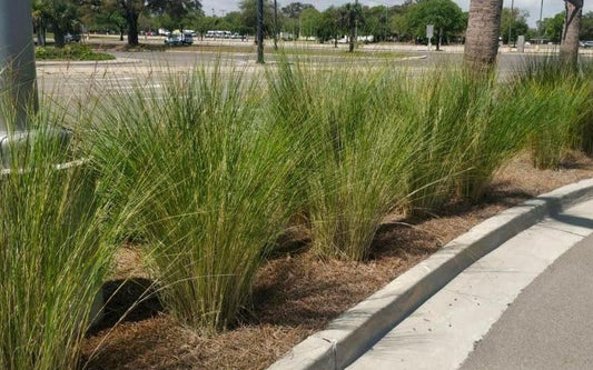 Sand Cord Grass I Large Gallon Size Plant I Spartina Bakeri I Live Plants, Salt|Tolerant Native Grass for Wetlands, Erosion Control, and Coastal Landscaping