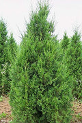 Keteleeri Juniper | Live Trees | Juniperus Chinensis