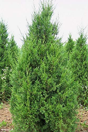 Keteleeri Juniper | Live Trees | Juniperus Chinensis