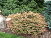 Lime Glow Juniper | Live Gallon Size Plants | Juniperus Horizontalis | Cold Hardy Drought Tolerant Evergreen Groundcover