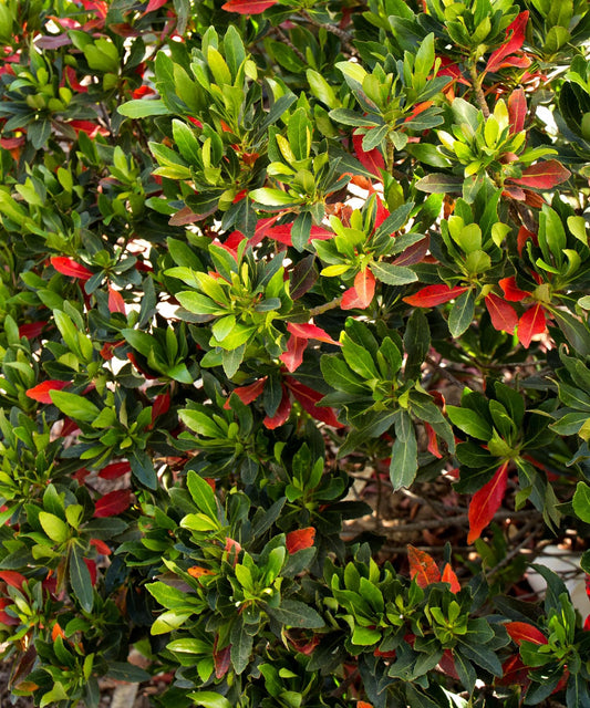 Japanese Blueberry Elaeocarpus | Extra Large 3 Gallon Plant | Elaeocarpus decipiens | Evergreen Beauty | Landscape Favorite