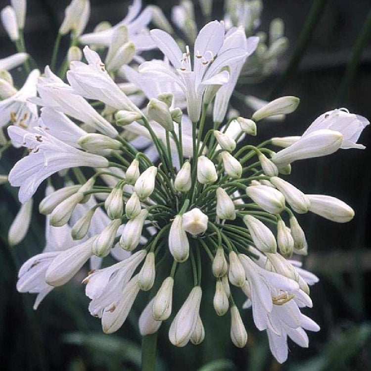 Agapanthus Getty White | Live Plants | Blooming Groundcover Grass