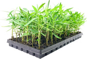 Oleander Red Plants | Live Plants | Nerium Oleander | Vibrant Red Blooms | Ideal for Outdoor Landscaping | Hardy & Low|Maintenance | Attracts Pollinators | Perfect for Hedges & Borders
