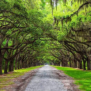 Southern Live Oak Tree | Quercus Virginiana | Live Plants | Durable Picturesque Shade Tree | Dark Green Foliage