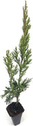 Spartan Juniper | Live Trees | Juniperus Chinensis | Evergreen Privacy Screening Plant