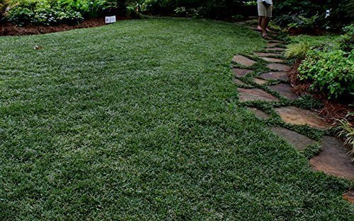 Dwarf Mondo Grass | 72 Live Plants | Ophiopogon Japonicus Nanus | Shade Loving Evergreen Ground Cover