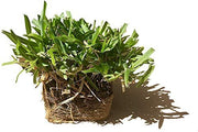 St. Augustine 'Seville' Sod | Live Plugs | Drought, Salt & Shade Tolerant Turf Grass
