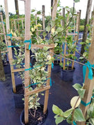 Variegated Confederate Jasmine | Extra Large 3 Gallon Plants | Trachelospermum jasminoides Variegata | Eye|Catching Climber | Perfect for Garden Walls and Trellises