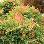 Nandina Gulfstream | Extra Large 3 Gallon Plants | Nandina Domestica 'Gulfstream' | Year|Round Colorful Foliage | Garden Accent