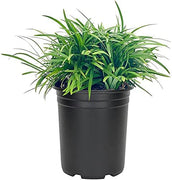 Dwarf Mondo Grass | Large Quart Size Plants | Ophiopogon Japonicus Nanus | Live Shade Loving Evergreen Ground Cover