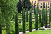 Italian Cypress Tree | Large Gallon Size Trees | Cupressus Sempervirens | Formal Elegant Mediterranean Style Plants