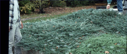 Juniper Bar Harbor | Live Plants | Juniperus Horizontalis | Drought Tolerant Cold Hardy Evergreen Ground Cover