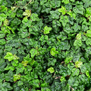 Ficus Pumila Quercifolia | Live Plants | Oak Leaf Creeping Fig, Easy|Care Indoor/Outdoor Trailing Vine Plant, Perfect for Walls and Ground Cover
