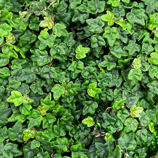 Ficus Pumila Quercifolia | Live Plants | Oak Leaf Creeping Fig, Easy|Care Indoor/Outdoor Trailing Vine Plant, Perfect for Walls and Ground Cover