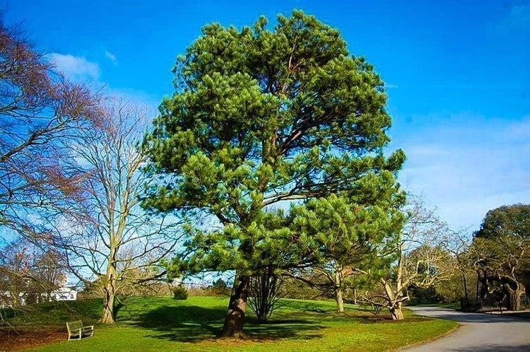 Loblolly Pine Tree Plants | Live Seedlings | Pinus Taeda | Fast|Growing Evergreen for Landscaping | Ideal Plants for Large Spaces