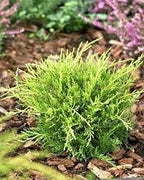 Old Gold Juniper | Live Gallon Size Plants | Juniperus Chinensis | Drought Tolerant Cold Hardy Evergreen Groundcover