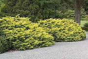 Saybrook Gold Juniper | Live Plants | Juniperus Chinensis | Hardy Evergreen Ground Cover