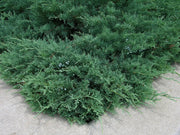 Blue Sargent Juniper | Live Plants | Juniperus Chinensis | Drought Tolerant Cold Hardy Evergreen Ground Cover