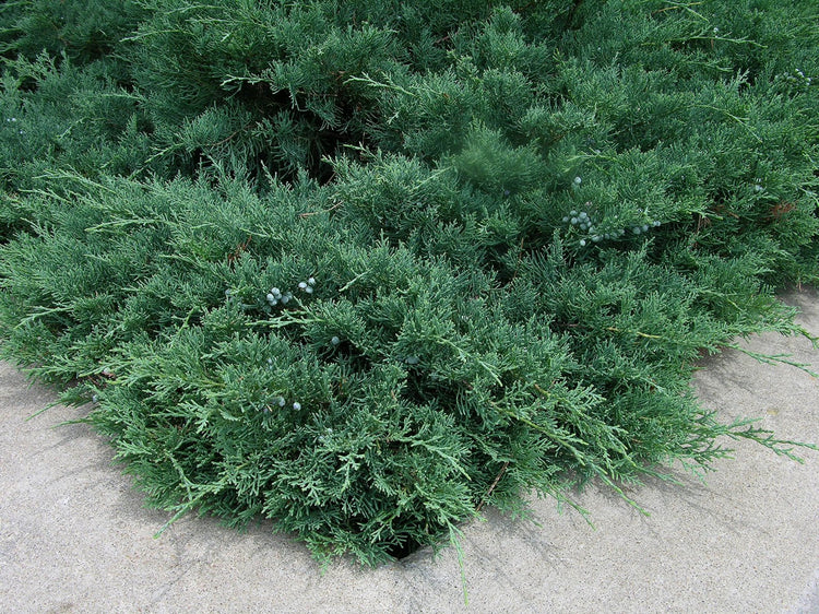 Blue Sargent Juniper | Live Plants | Juniperus Chinensis | Drought Tolerant Cold Hardy Evergreen Ground Cover