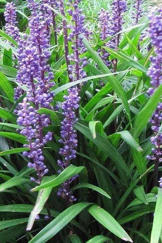 Emerald Goddess Liriope Muscari | Live Plants | Drought Tolerant Low Maintenance Evergreen Ground Cover Grass