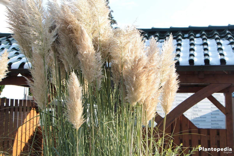 Pampas Grass | 40 Live Plants | Cortaderia Selloana | Beautiful Blooming Screening Ornamental Foliage