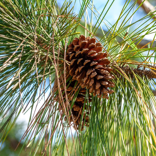 Slash Pine Tree | Large Gallon Size Pots | Pinus elliottii | Fast|Growing Evergreen | Landscape Shade Plants