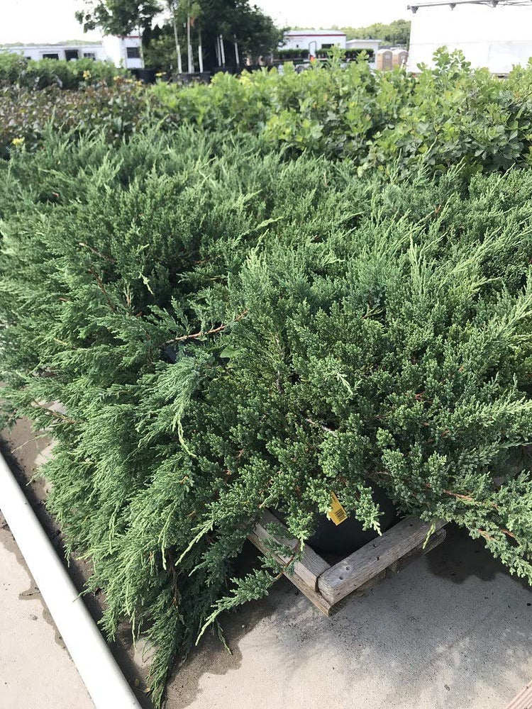 Blue Sargent Juniper | Live Plants | Juniperus Chinensis | Drought Tolerant Cold Hardy Evergreen Ground Cover