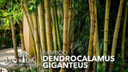 Dendrocalamus Giganteus Bamboo | Large Gallon Size Plants | Fast|Growing Privacy Screen | Giant Live Outdoor Greenery | Sustainable Garden Solution