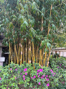 Bambusa Vulgaris Vittata | Live Plant | Golden Hawaiian Bamboo | Beautiful Rare Unique Specimen | Non|Invasive Clumping Bamboo Privacy Screen