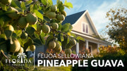 Pineapple Guava | Live Plants | Feijoa Sellowiana | Edible Fruit and Flowering Foliage