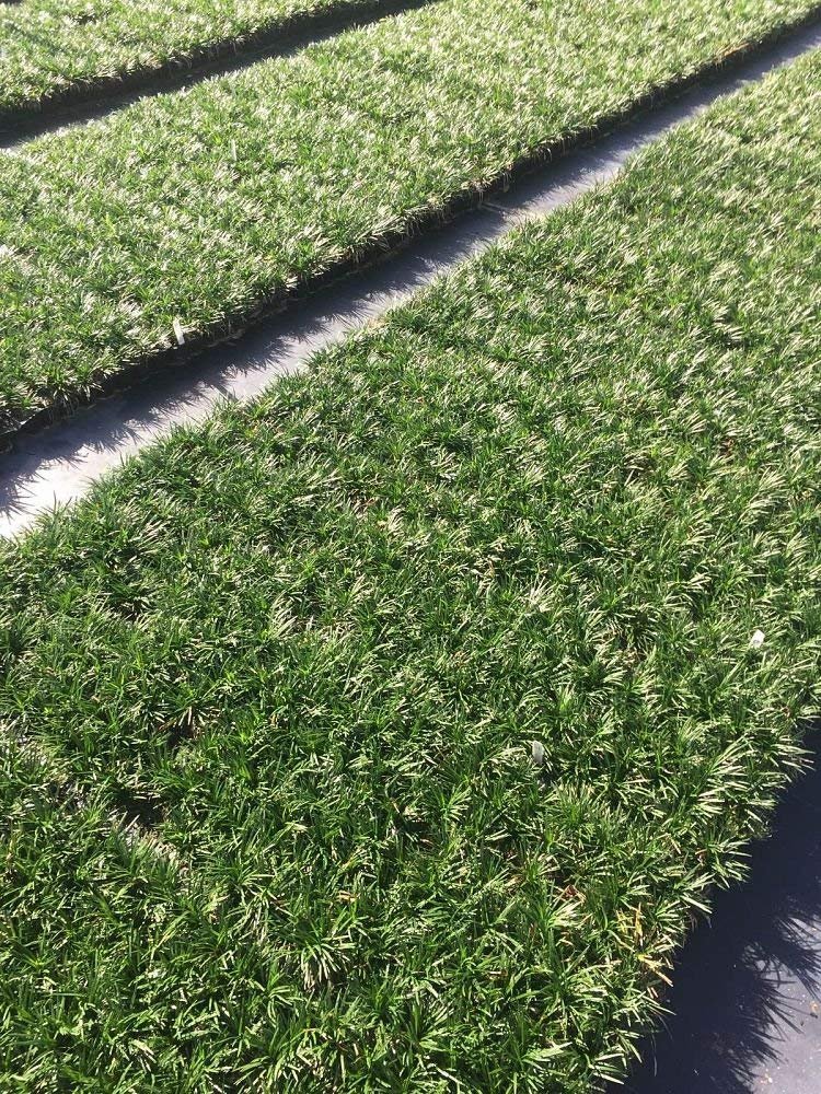 Dwarf Mondo Grass | 72 Live Plants | Ophiopogon Japonicus Nanus | Shade Loving Evergreen Ground Cover