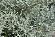 Juniper Angelica Blue | Live Gallon Size Plants | Juniperus Chinensis | Drought Tolerant Evergreen Cold Hardy Shrub