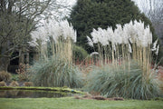 Pampas Grass | Large Gallon Size Plant | Cortaderia Selloana | Live Flowering Ornamental Foliage