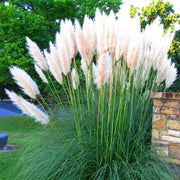 Pampas Grass | Large Gallon Size Plant | Cortaderia Selloana | Live Flowering Ornamental Foliage