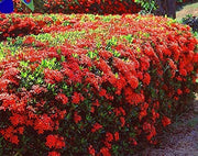Ixora Maui Red I Large Gallon Size Plant I Rubiaceae Ixora Coccinea | Live Lush Red Cluster Blooms, Heat and Drought Tolerant, Ideal for Tropical and Subtropical Gardens