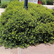 Wax Myrtle Don's Dwarf I Live Plants I Myrica Cerifera | Compact Evergreen Shrub with Aromatic Foliage, Ideal for Small Spaces, Hedges, & Landscape Accents