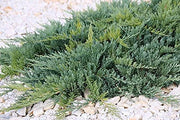 Juniper Blue Chip | Live Gallon Size Plants | Juniperus Horizontalis | Evergreen Cold Hardy Drought Tolerant Groundcover