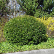 Wax Myrtle Don's Dwarf I Live Plants I Myrica Cerifera | Compact Evergreen Shrub with Aromatic Foliage, Ideal for Small Spaces, Hedges, & Landscape Accents