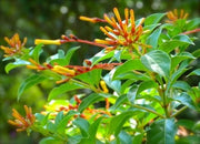 Firebush Firefly I Live Plants I Dwarf Hamelia Patens I Brilliant Red Blooms, Compact Size, Heat and Drought|Resistant, Ideal for Patios and Small Gardens