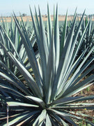 Agave Tequilana | Live Medium Size Plants | Blue Weber Tequila Succulent | Drought Tolerant Hardy Ornamental Specimen
