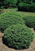 Soft Touch Compact Japanese Holly I Live Quart Size Plants | Dense, Evergreen Shrub Ideal for Low Borders and Decorative Landscaping