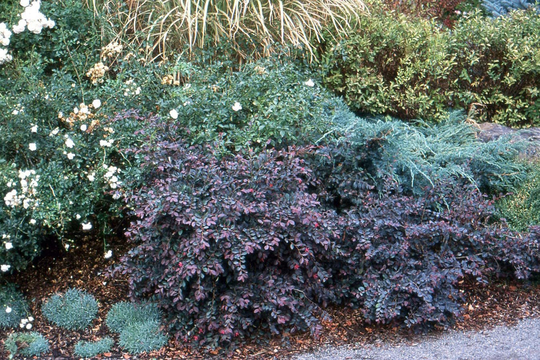 Loropetalum Plum Delight | Extra Large 3 Gallon Plants | Loropetalum Chinense VAR. Rubrum | Lush Landscaping | Garden Accent