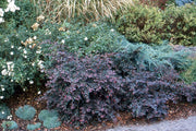 Loropetalum Plum Delight | Extra Large 3 Gallon Plants | Loropetalum Chinense VAR. Rubrum | Lush Landscaping | Garden Accent